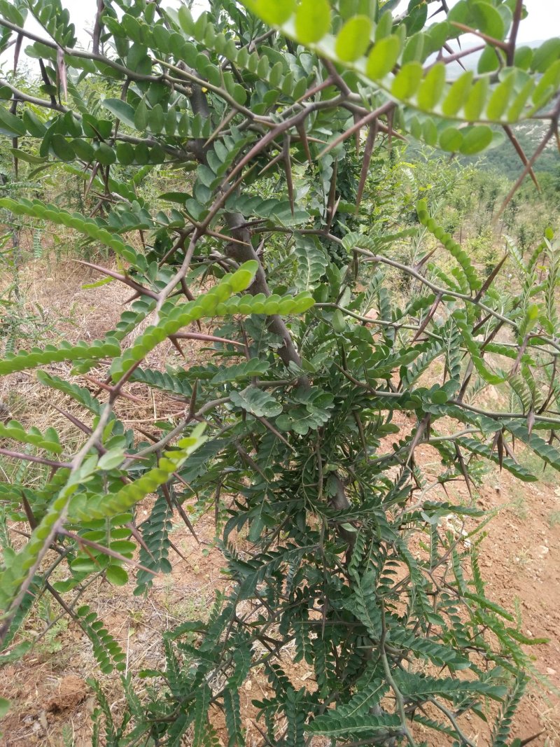 皂角树米经123456公分，便宜处理