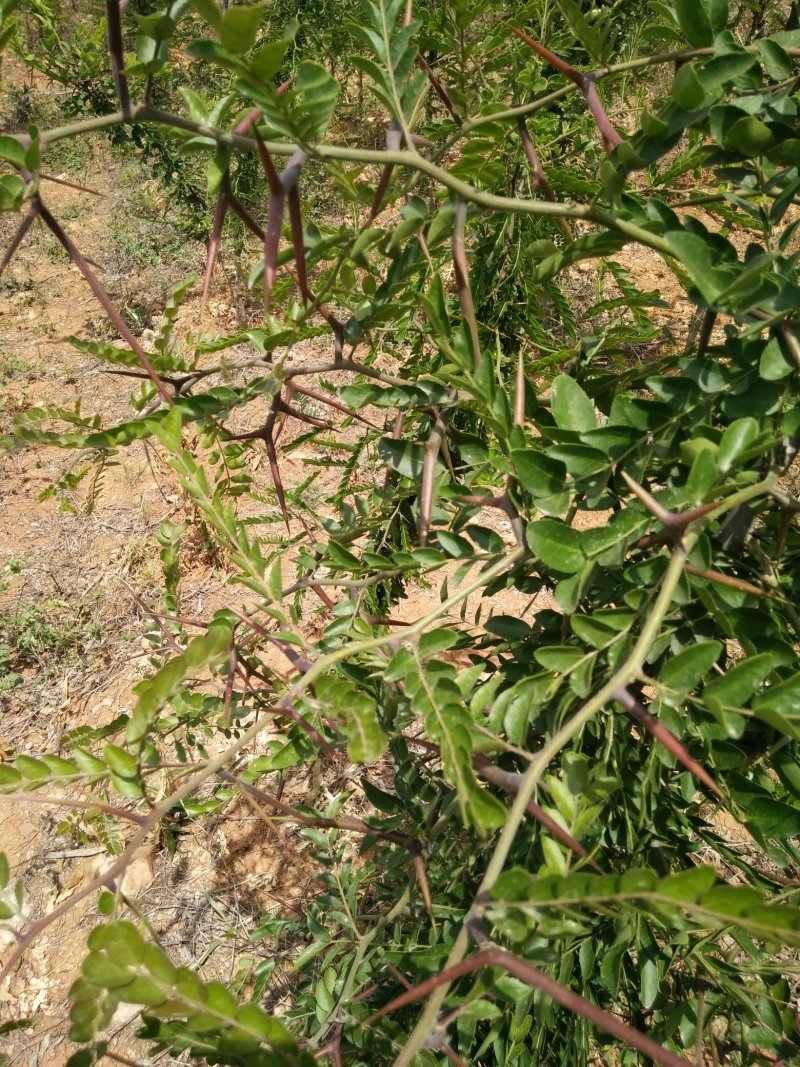 皂角树米经123456公分，便宜处理