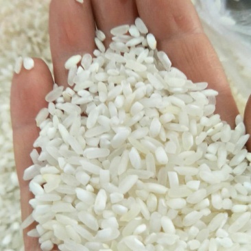饭堂米食堂米工厂用米学校用米米粉用米涨饭米