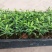 罗汉松盆栽花卉室内观叶植物四季常青绿植