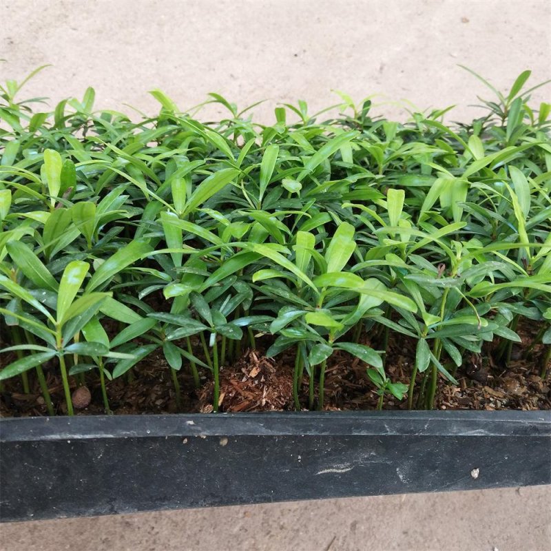 罗汉松盆栽花卉室内观叶植物四季常青绿植