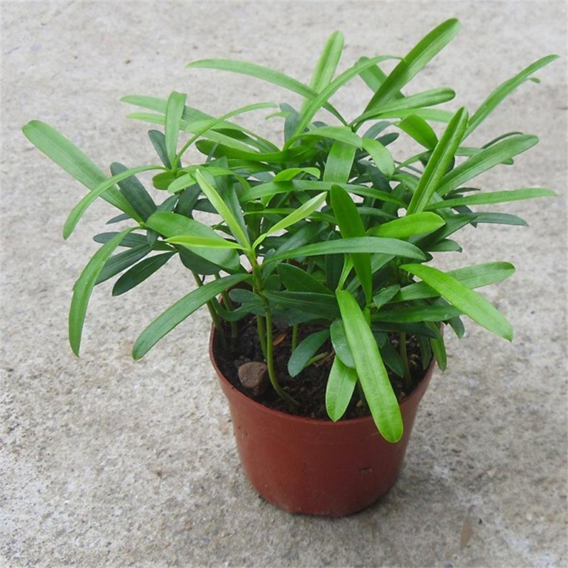 罗汉松盆栽花卉室内观叶植物四季常青绿植