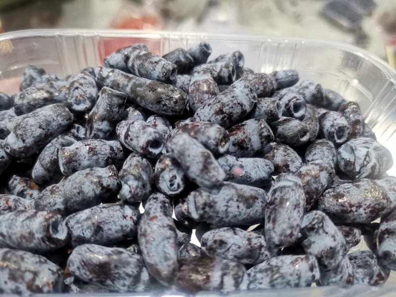 郭小果，就不好吃的蓝靛果。