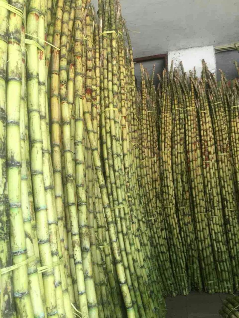 青皮甘蔗绿皮甘蔗水果包邮新鲜当季5斤装非黑皮甘蔗孕妇水果