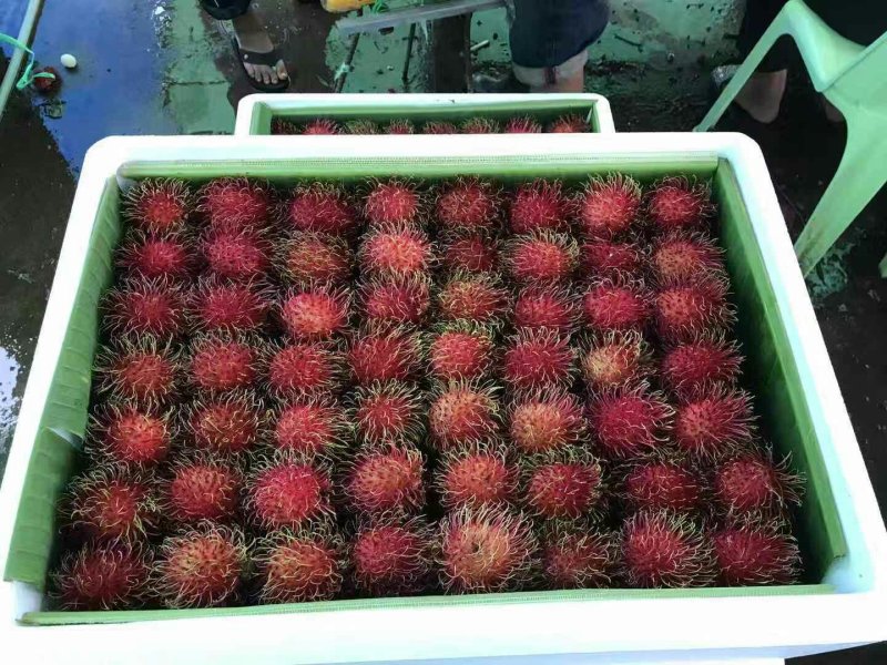 红毛丹