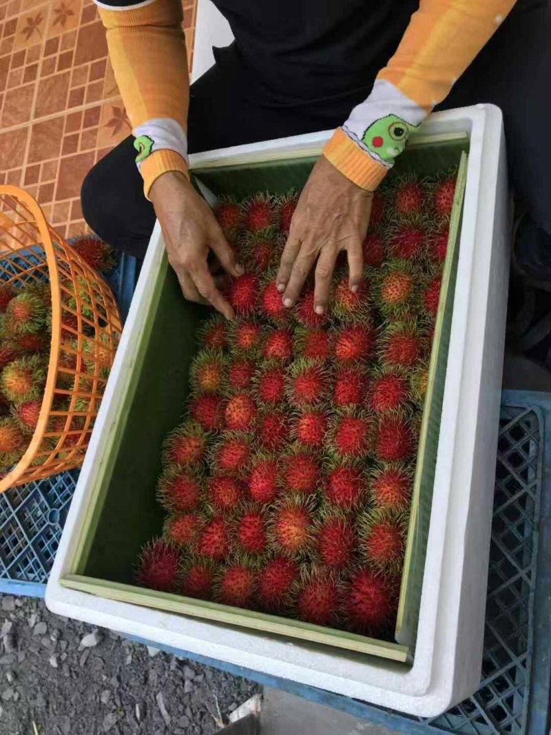 红毛丹