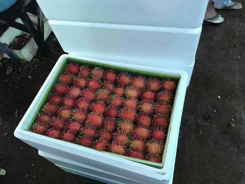 红毛丹
