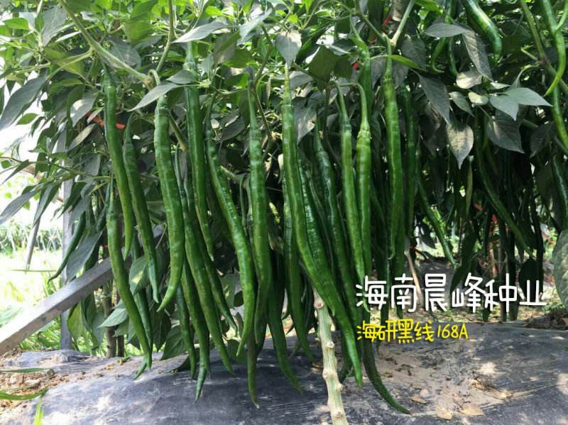 3号线椒种子，光滑顺直，高产抗病，品质保证厂家直销