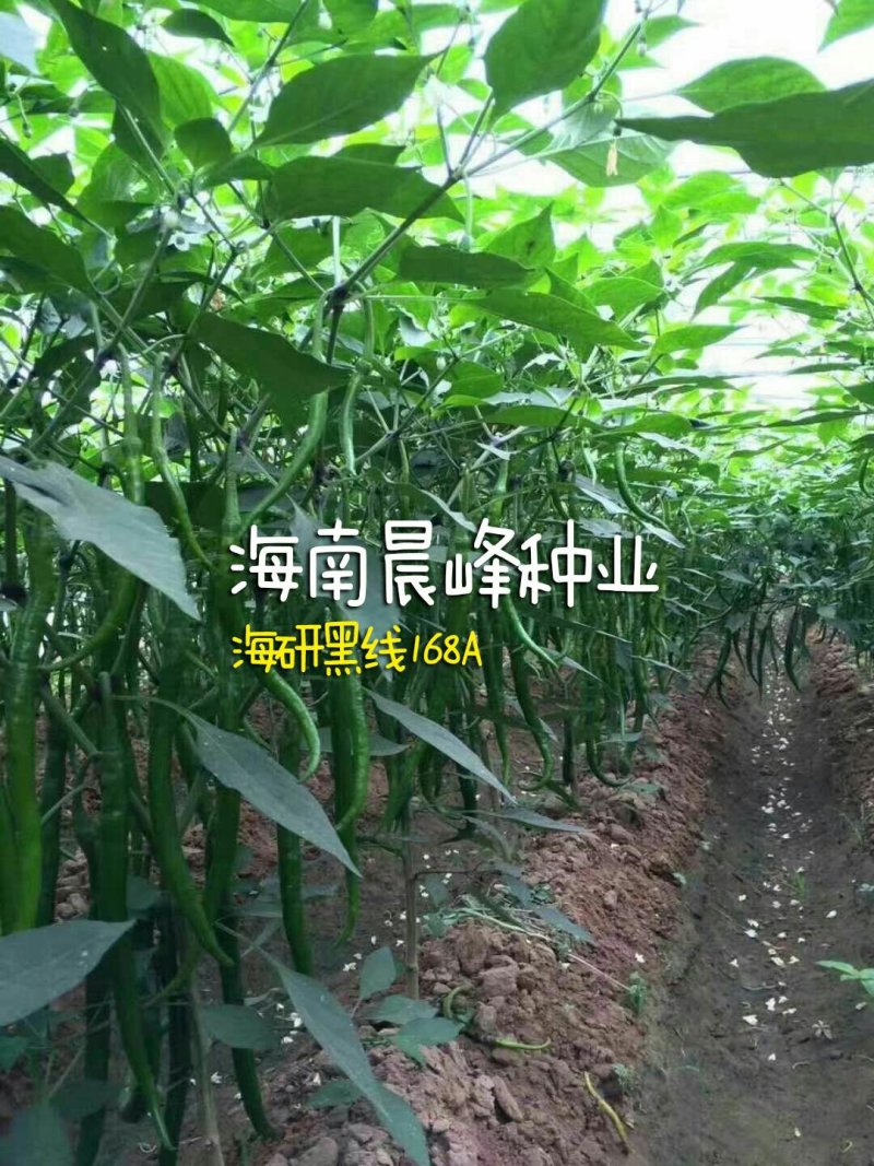 3号线椒种子，光滑顺直，高产抗病，品质保证厂家直销