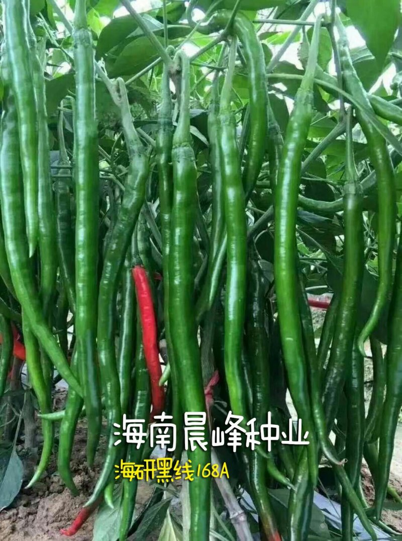 3号线椒种子，光滑顺直，高产抗病，品质保证厂家直销