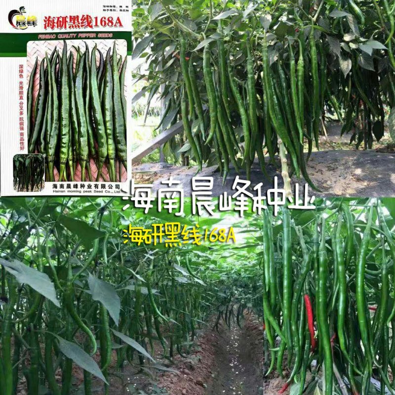 3号线椒种子，光滑顺直，高产抗病，品质保证厂家直销