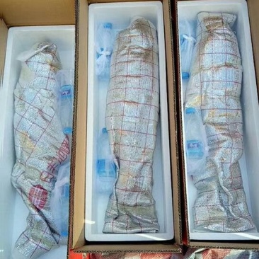 查干湖胖头鱼全国发货需要的抓紧时间下单