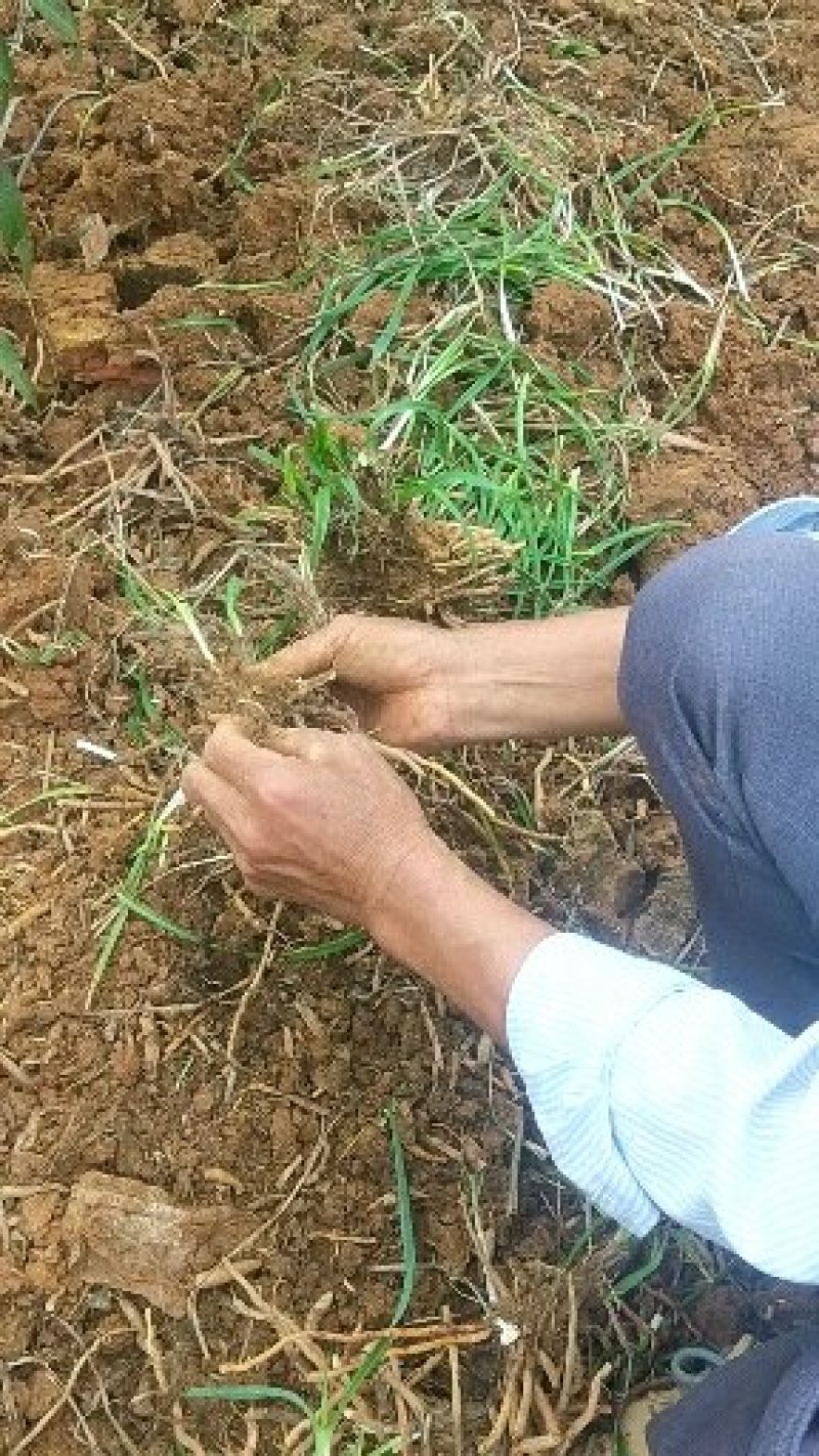 【优质黄花菜种苗】湖南祁东黄花菜种苗3年以上产量高