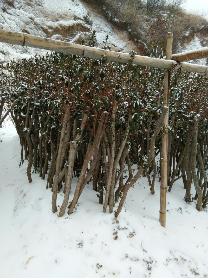 映山红移栽一年熟桩