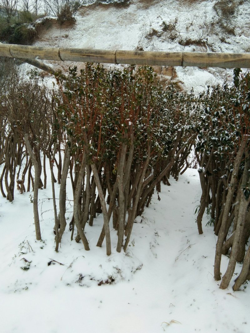 映山红移栽一年熟桩