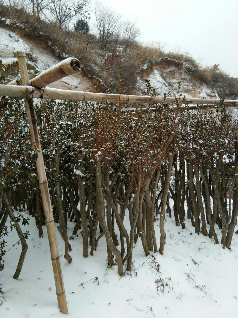 映山红移栽一年熟桩