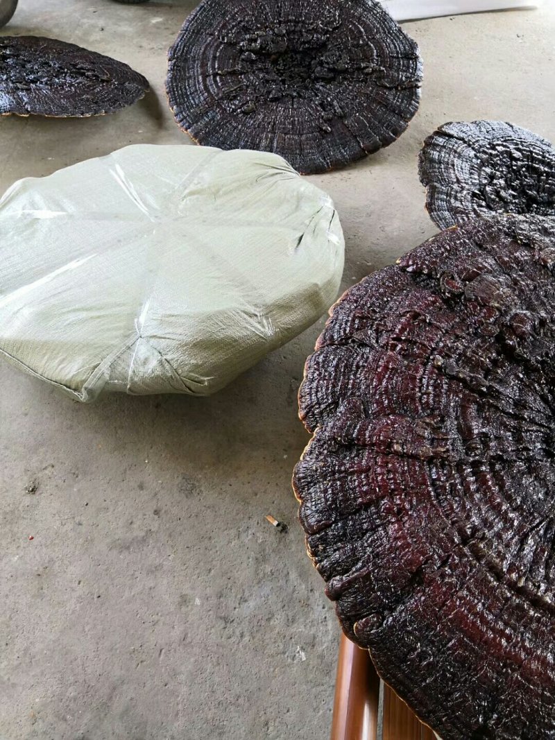 红灵芝直径一米，灵芝摆件，形状好