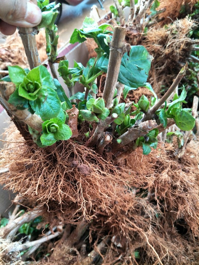 花卉种苗