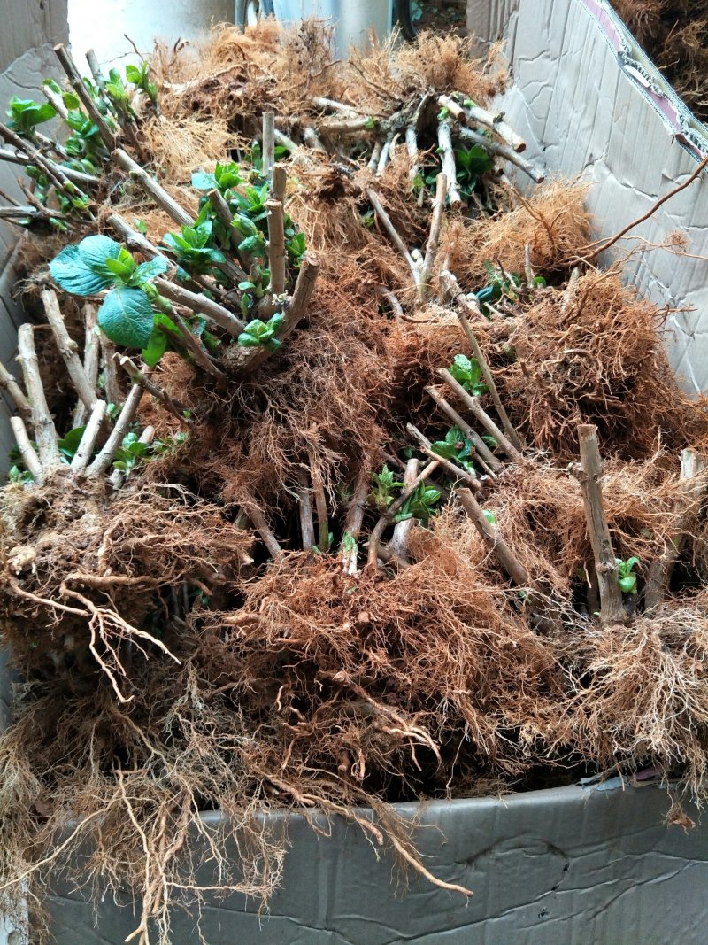 花卉种苗