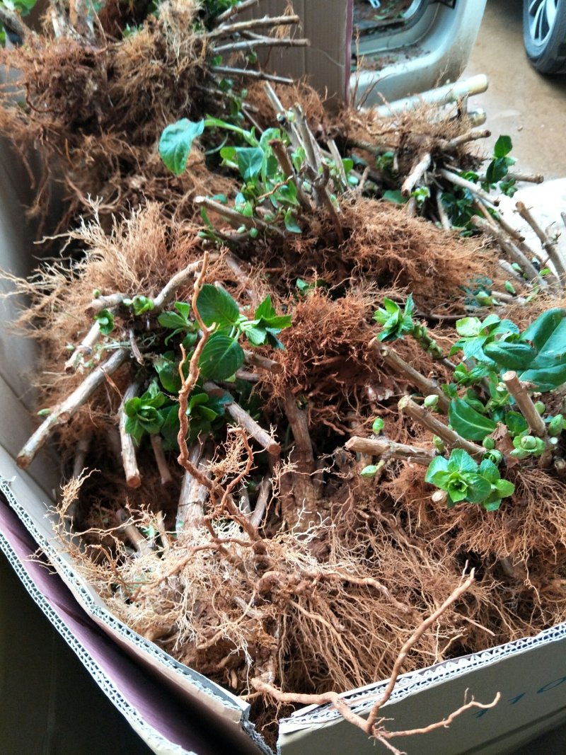 花卉种苗