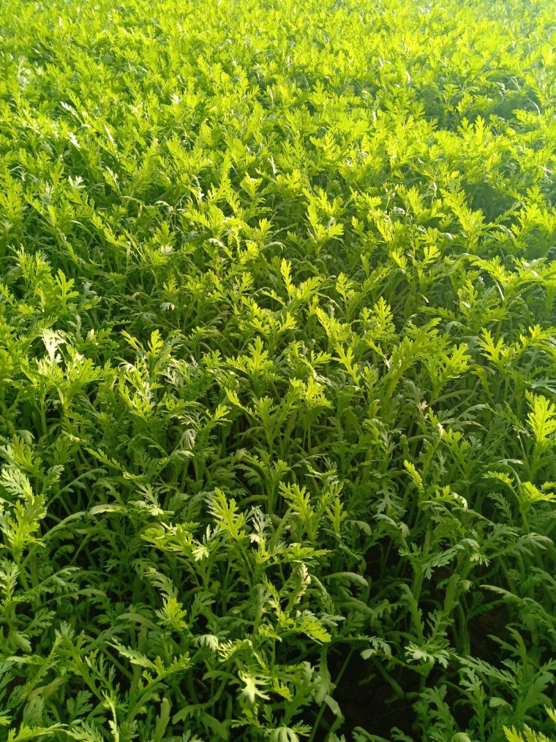 茼蒿菜