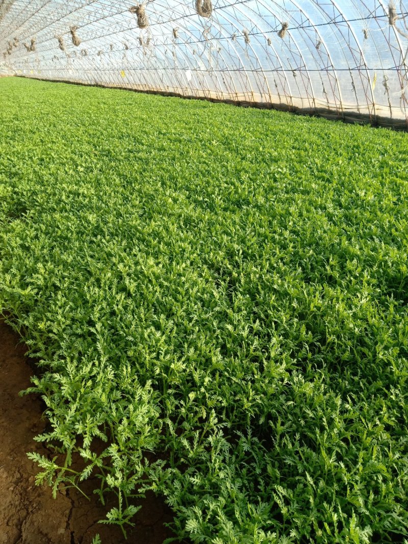 茼蒿菜