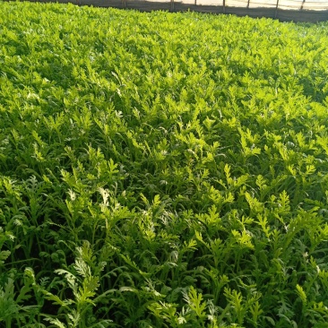 茼蒿菜