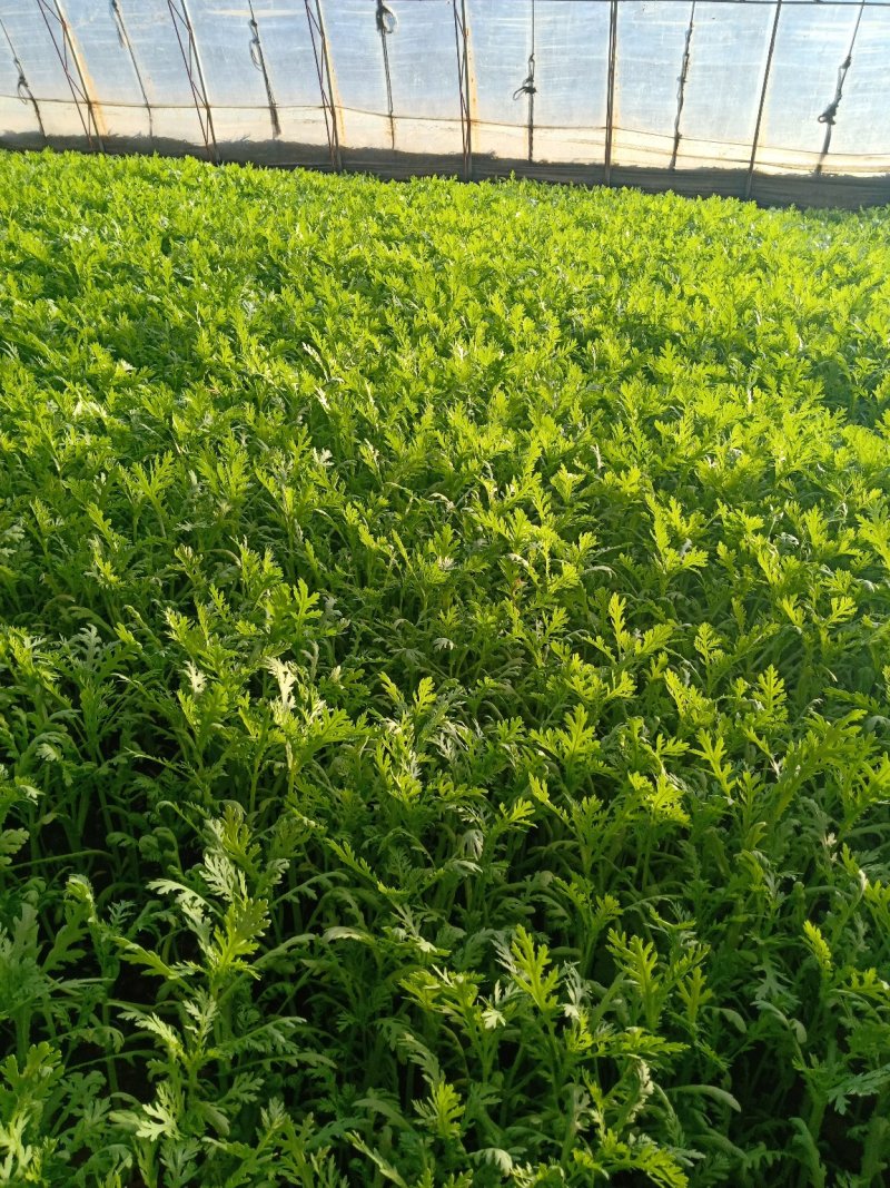 茼蒿菜