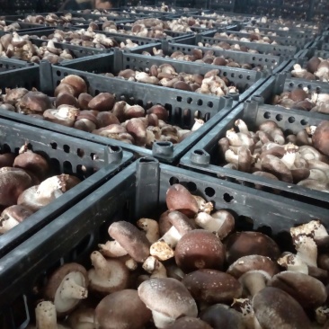 808香菇，产地发货，量大质优，欢迎全国的朋友合作共赢。