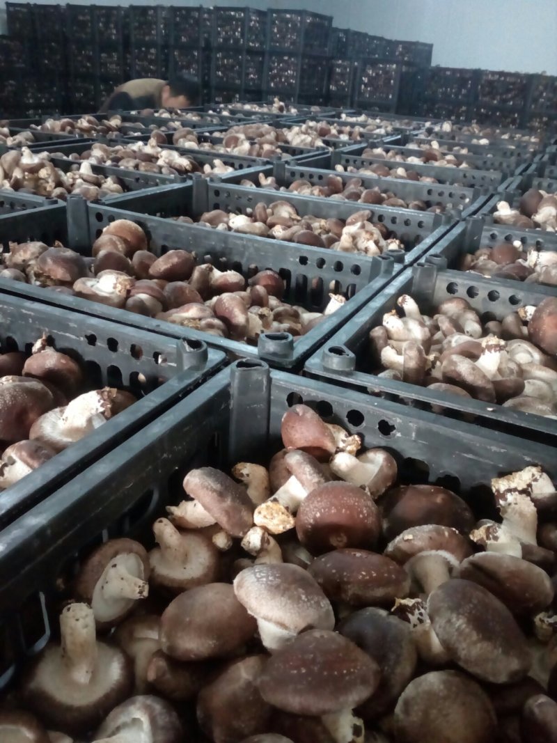 808香菇，产地发货，量大质优，欢迎全国的朋友合作共赢。