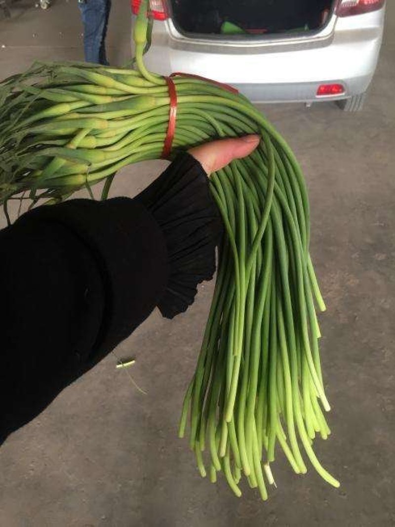 金乡蒜薹精品货源质量好价格优