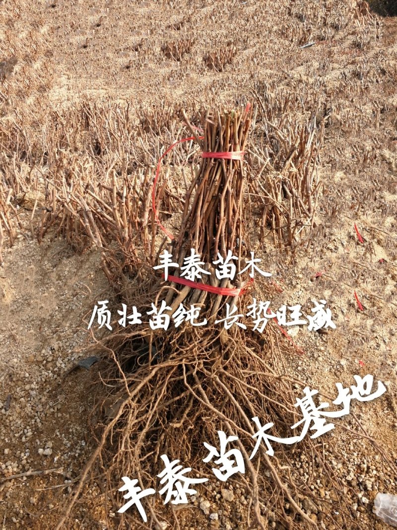 摩尔多瓦葡萄苗葡萄苗《丰泰苗木》质壮苗纯专业技术