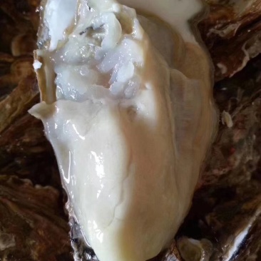 乳山蚝，半壳生蚝，全壳生蚝产地供应
