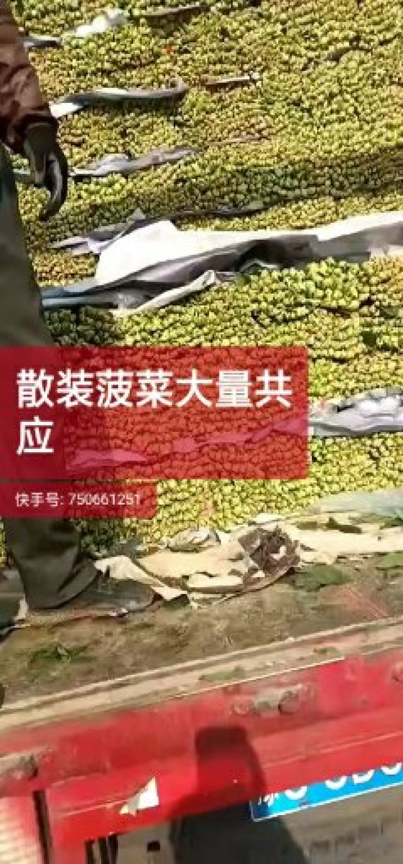聊城大叶菠菜大量共应。大叶菠菜25~30厘米