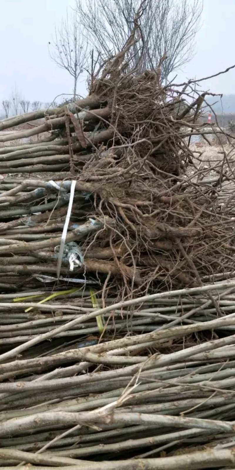 泰山板栗苗，板栗嫁接苗，大红袍板栗苗，板栗苗新品种
