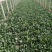 菠菜20~25厘米精品为主代发全国基地上市中量大质量好