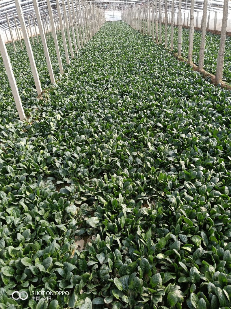 菠菜20~25厘米精品为主代发全国基地上市中量大质量好