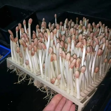 花生芽