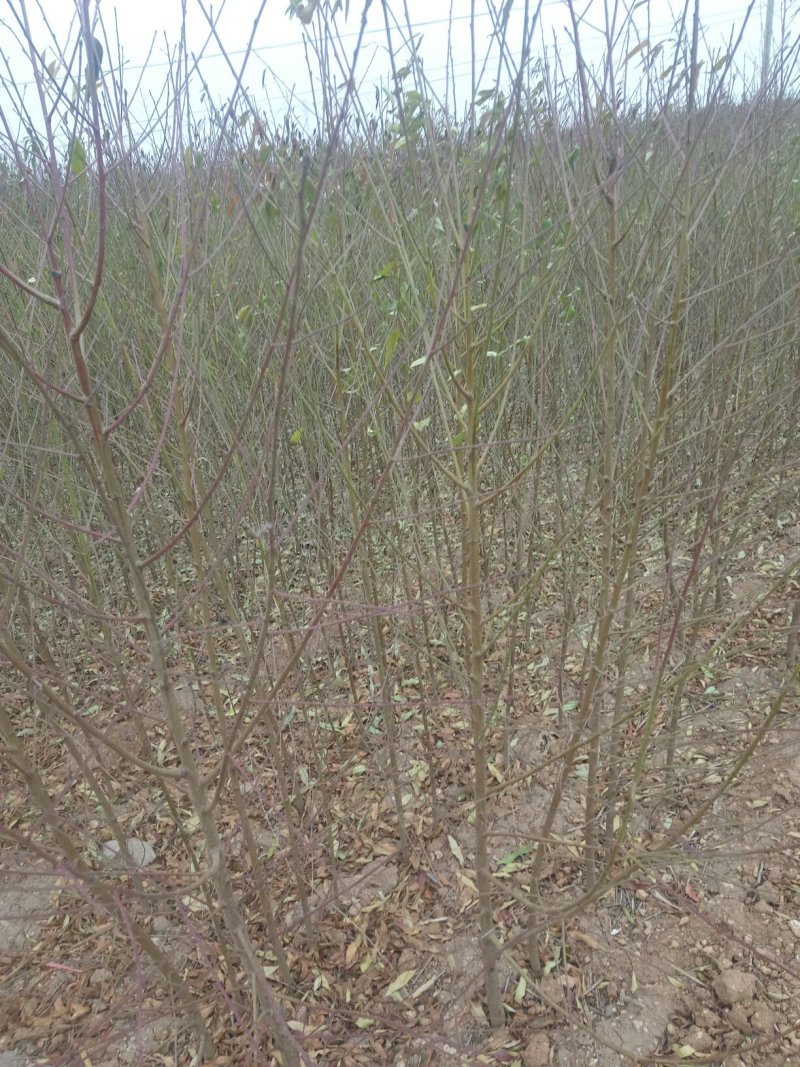 占地用毛桃树苗0.8至二公分