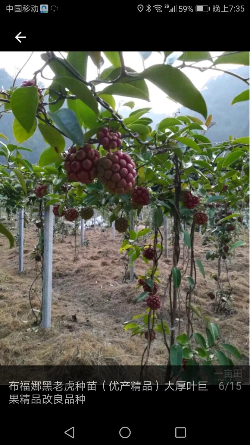 黑老虎
