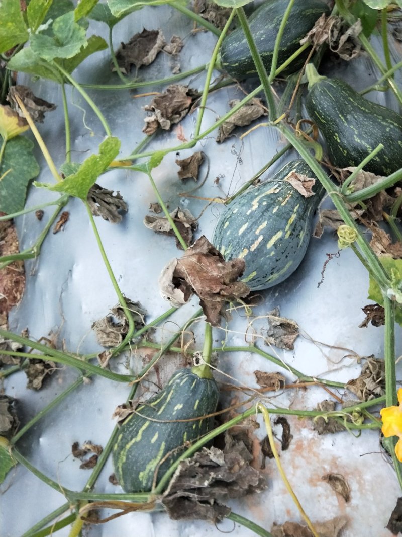 香芋南瓜