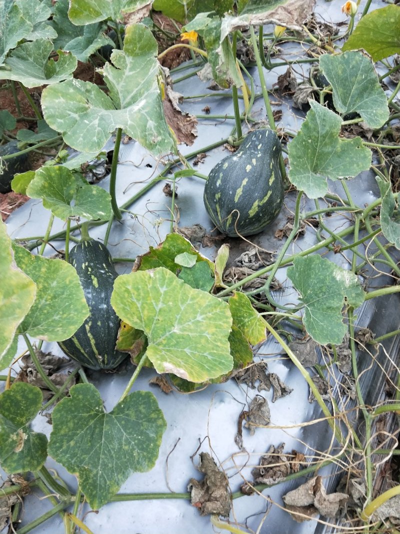 香芋南瓜