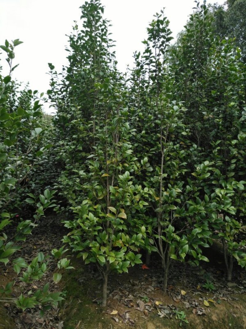 茶花，茶花1米冠，茶花1.5米冠5-6-8