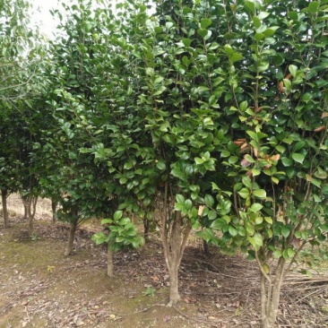 茶花，茶花1米冠，茶花1.5米冠5-6-8