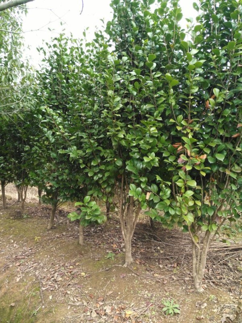 茶花，茶花1米冠，茶花1.5米冠5-6-8