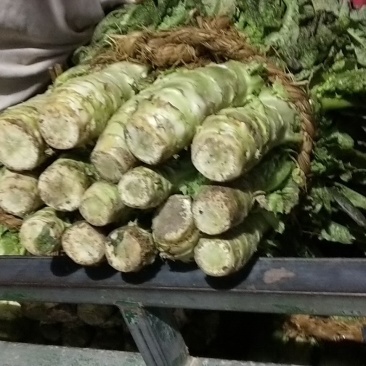 茴苣