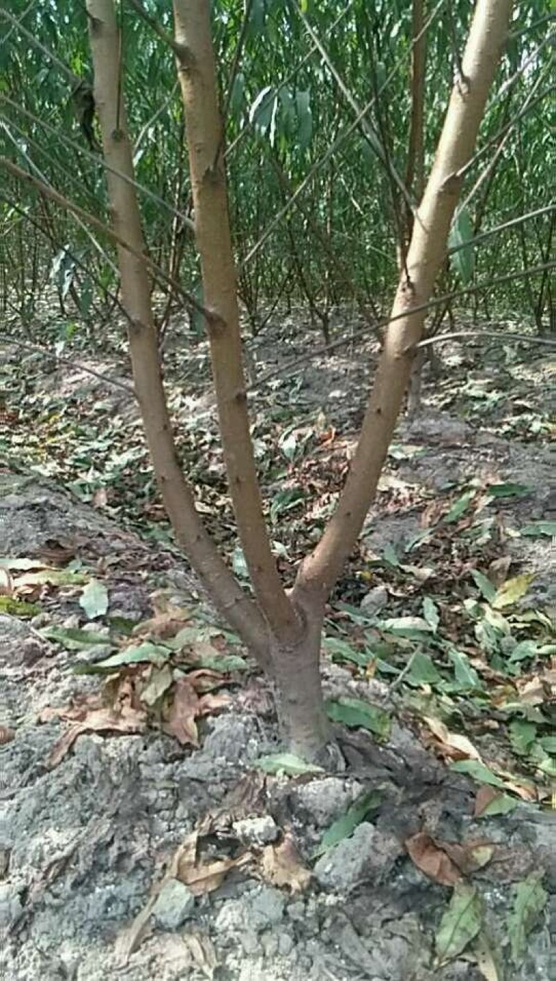 李子苗翠红李现挖现卖包成活2苗嫁接苗直销价