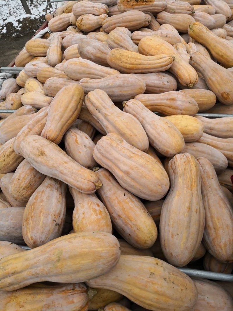青南瓜加工厂用VS油炸青南瓜大量有货价格美丽需要联系