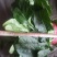 菠菜