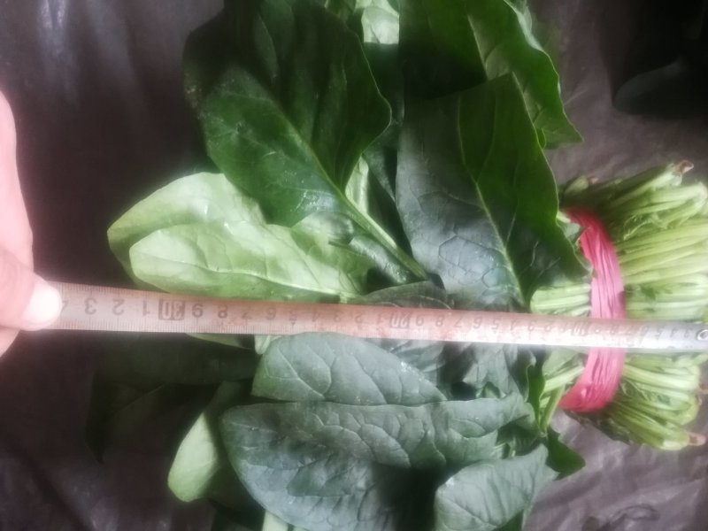 菠菜